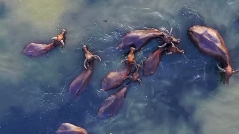 The Dip "Herd" 'Round the World 🐃💦☀️ | Sounds of Nature