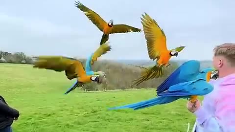 This man rescued the poor abandoned baby parrots and then this happened