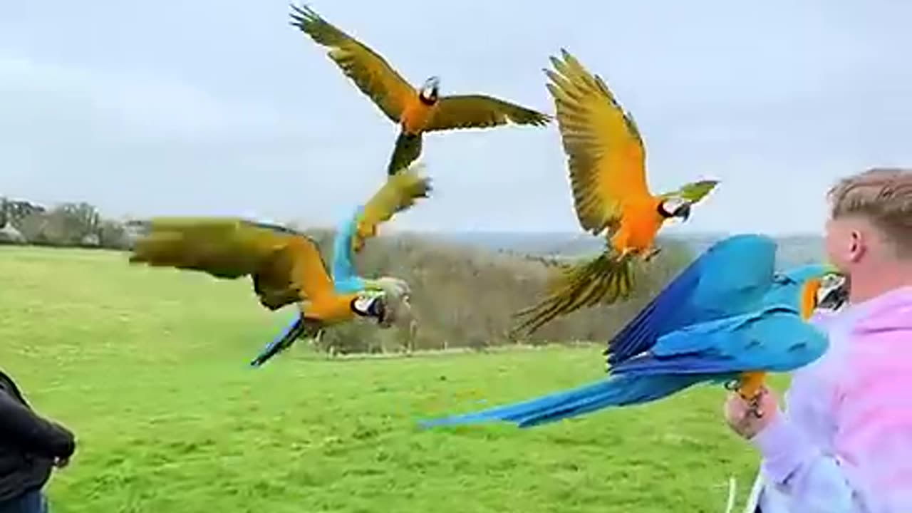 This man rescued the poor abandoned baby parrots and then this happened