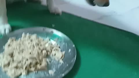 Khane par fokas # chiku enjoy the food