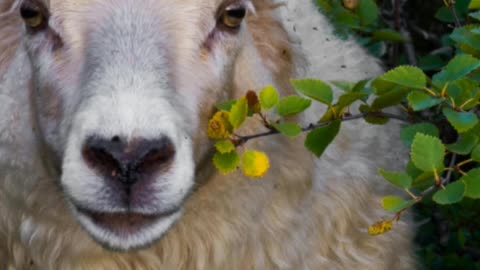 The Ram in the Bush