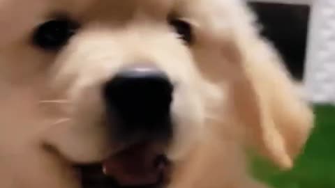 🤣Funny Animal Videos 2025🤣