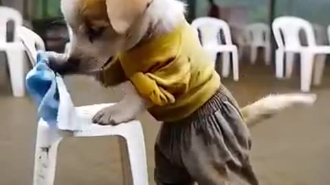 The Poor Puppy Dog