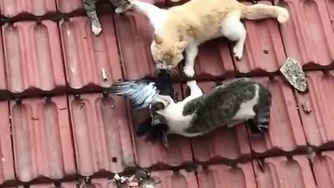 Food war#cat#catvideos #catfight#fyp