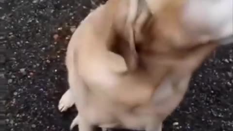 🤣💓 The Kindest Owner and Funny Dog Duo! | FunFM