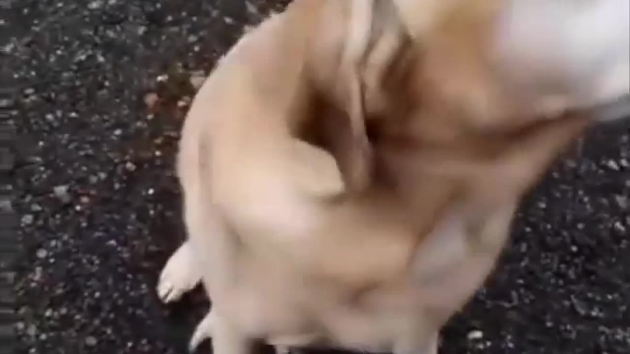 🤣💓 The Kindest Owner and Funny Dog Duo! | FunFM