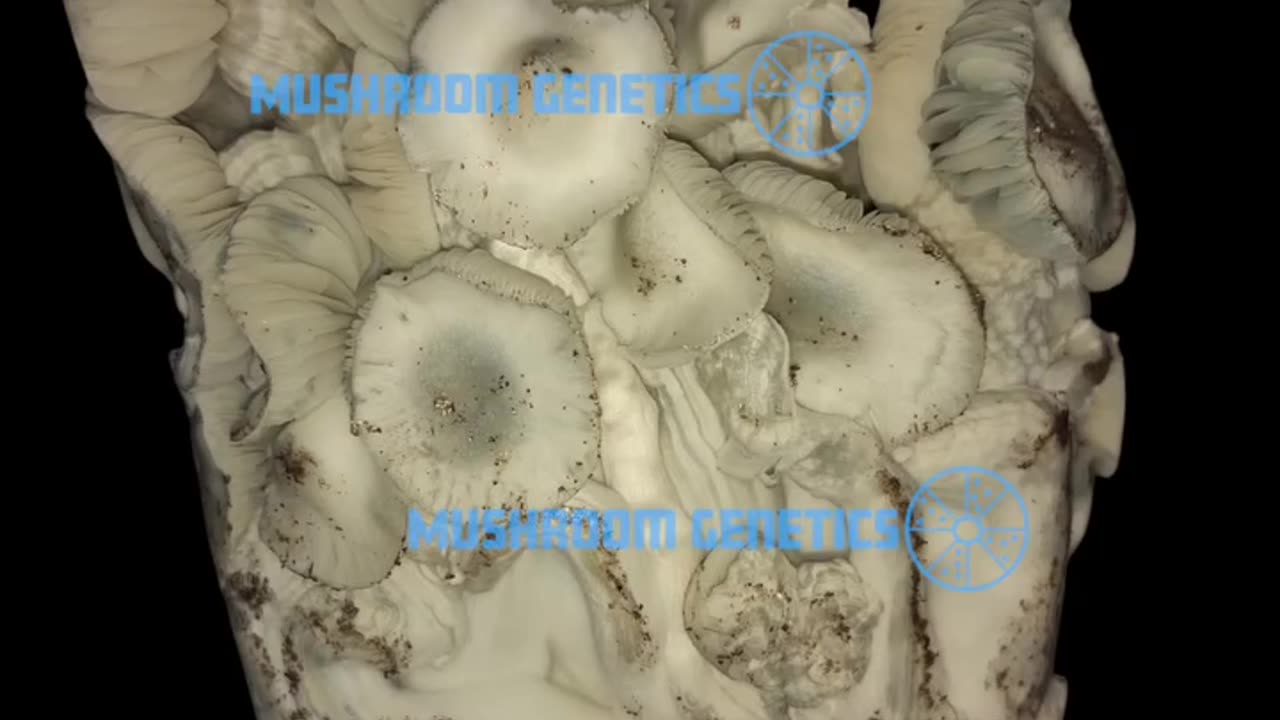 Bag Tek Kit - Grow Mushrooms At Home!