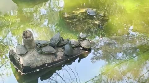 Graceful Ballet Turtle