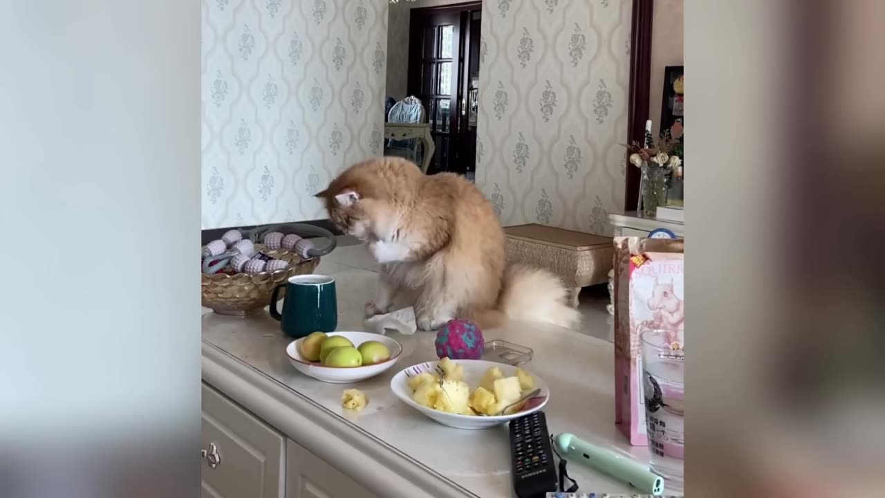 Funniest Cats and Dogs Clip