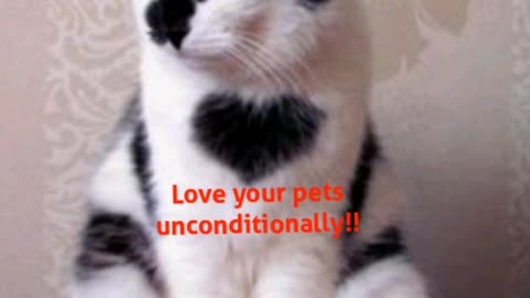 😍 Love your pets unconditionally, because they love you unconditionally!
