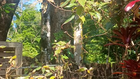 22.12.2025 Party in the Park Kuranda 1