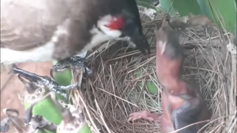 Ep03 | Review mother bird feeding her chicks in the nest