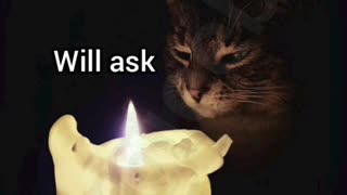 Wise cat wisdom
