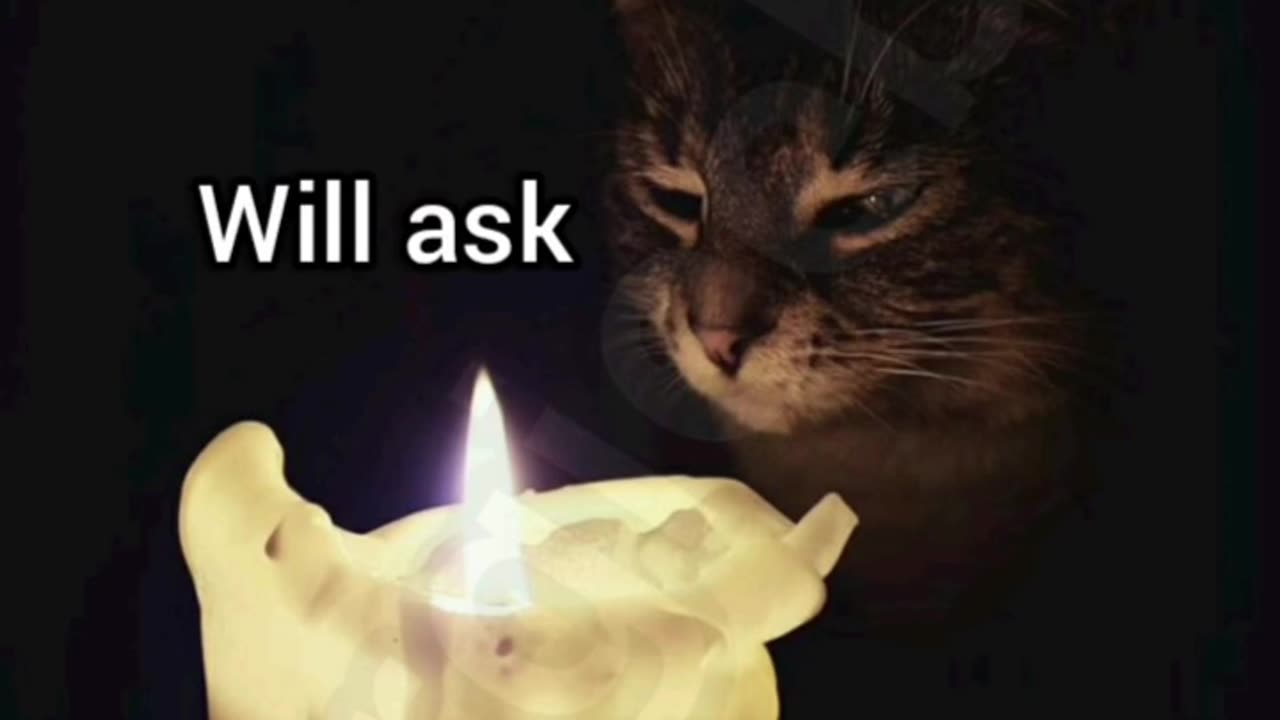 Wise cat wisdom