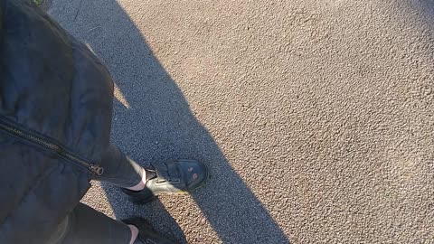Cops dogs dead and animals