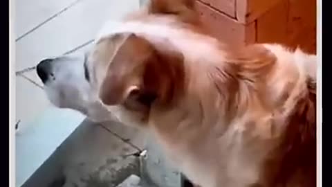 “Try Not to Laugh! The Funniest & Cutest Pets That’ll Melt Your Heart 🐾😂”