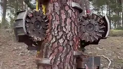 🤯✨ How Modern Tree Harvesters Work! Incredible Machinery | FeedMyCuriosity