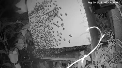 Saturday Morning Peek at a Beehive