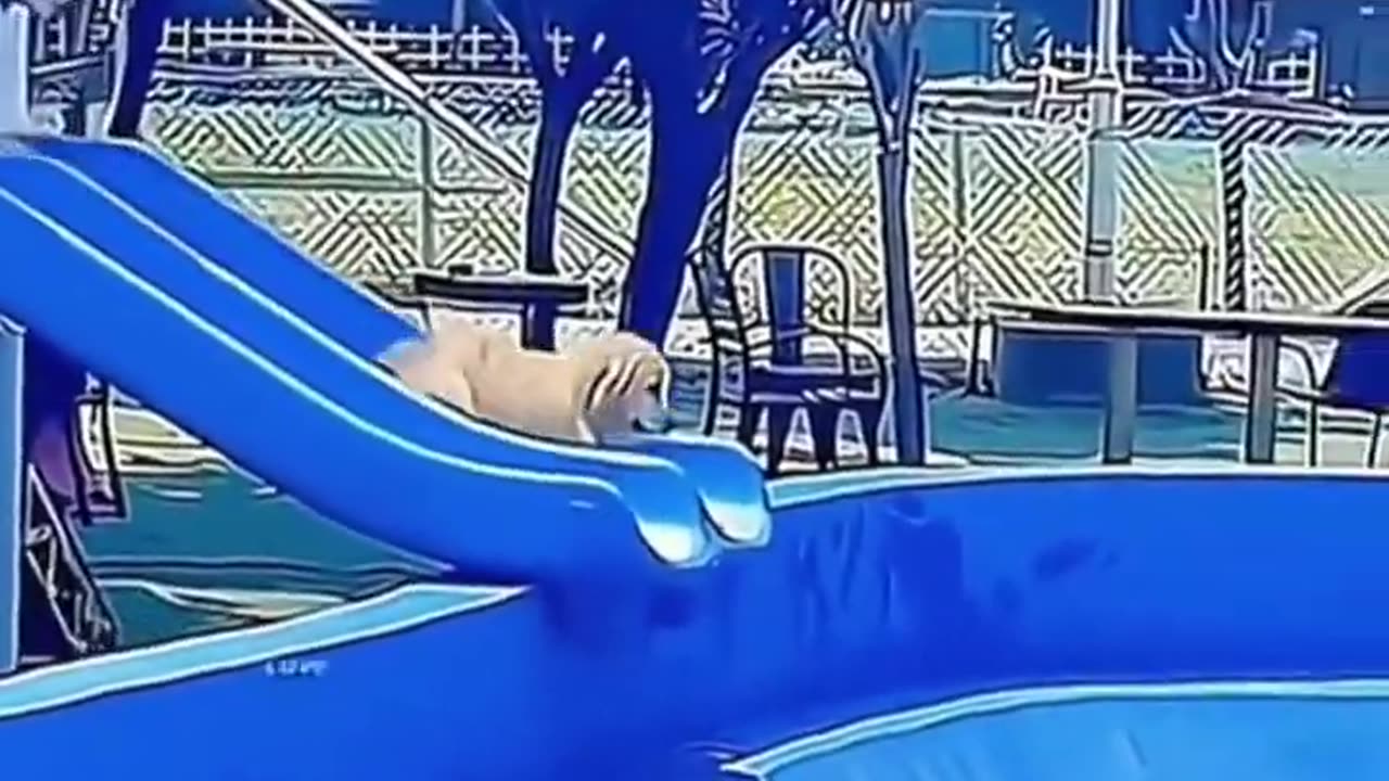 Funny dogs #01
