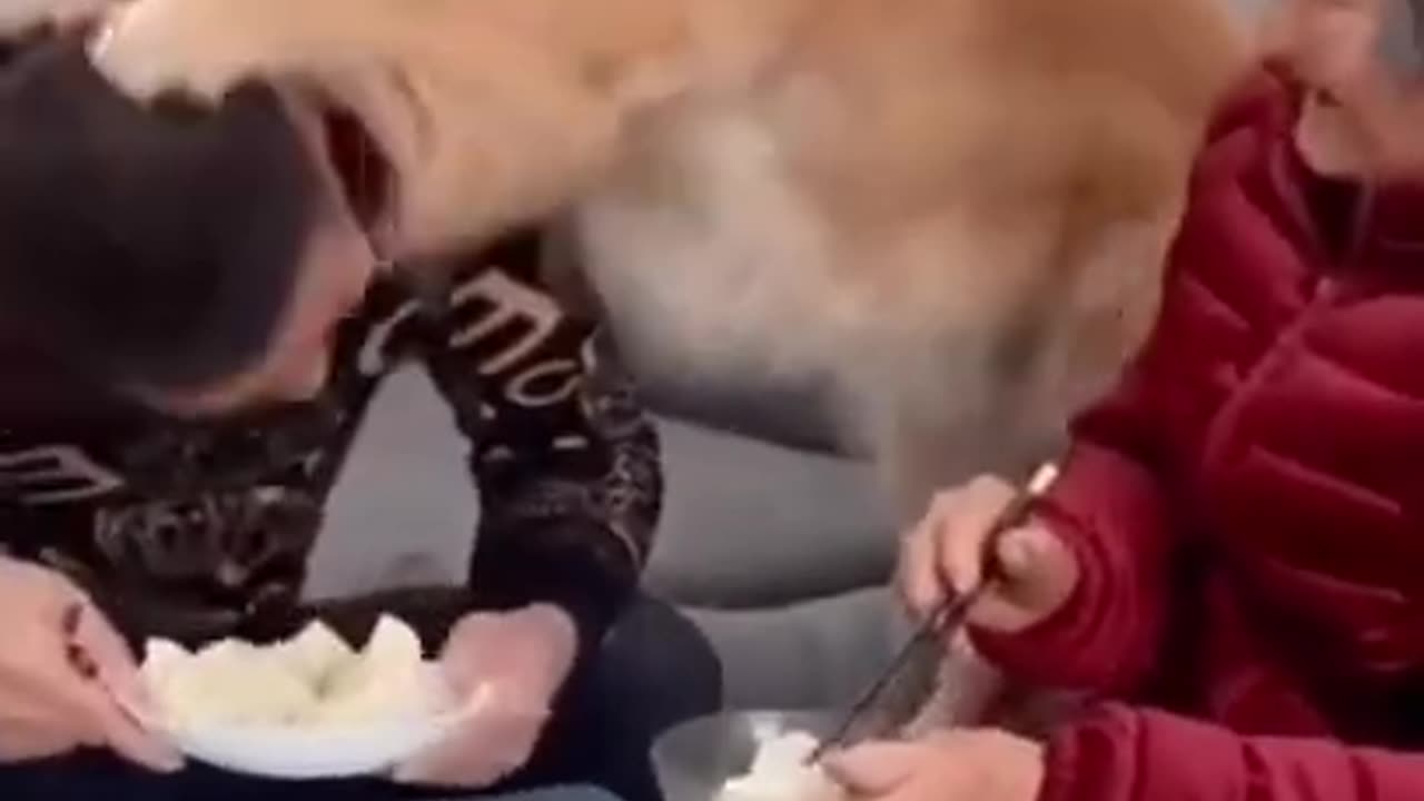 THE BEST OF SMART, CUTE AND FUNNY ANIMAL VIDEOS