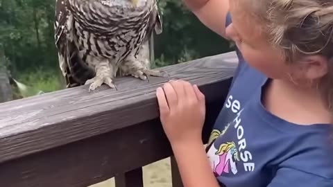 A couple rescued an owl stuck in their car and then this happened