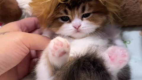 The cat turns into a little lion.
