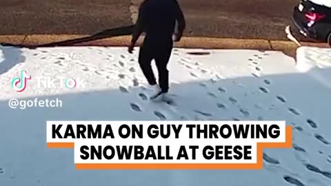 😂🐓 Don't Mess with These Feisty Fowl! Cobra Chickens are an unforgiving foe | FunFM