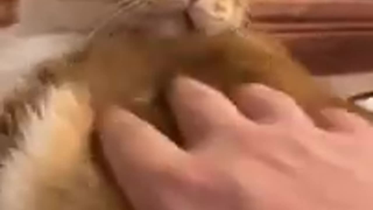 Cats Who Forgot They’re Cats | Epic Cat Reaction