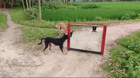 Funny videos of dogs 🐕🤣