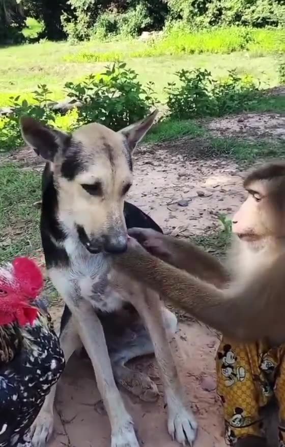 "Monkey Gone Crazy – You Won’t Believe This!"
