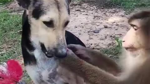 "Monkey Gone Crazy – You Won’t Believe This!"
