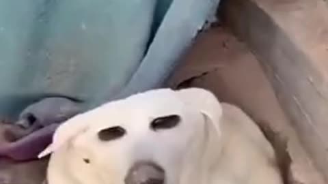funny animal video
