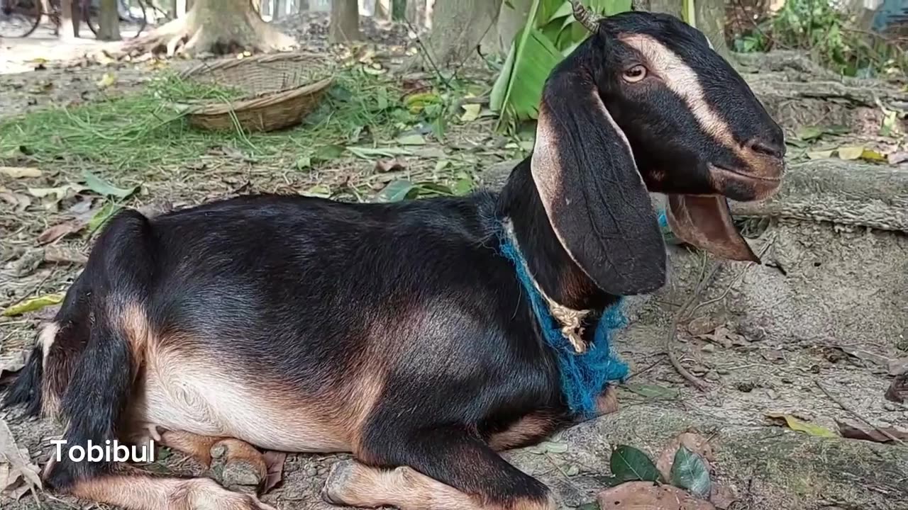 Lisa Richard Talks to Goats