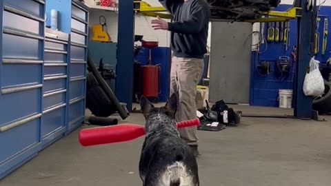 Trick Pitch Home Run For Canine Batter