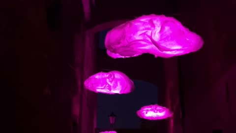 Bella Skyway Festival - Pink Mirage