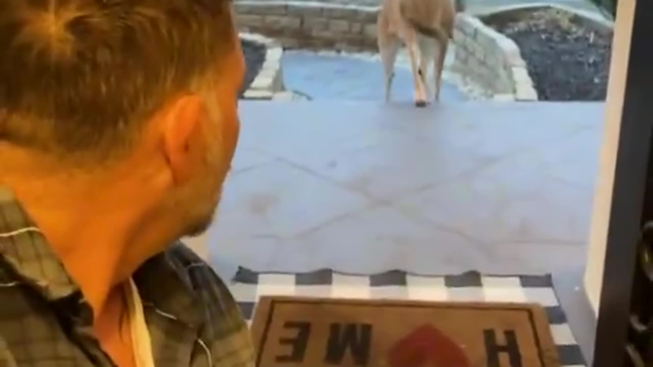 Looking For A Meal
