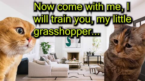 When a Cat is too childish (Ep.88)