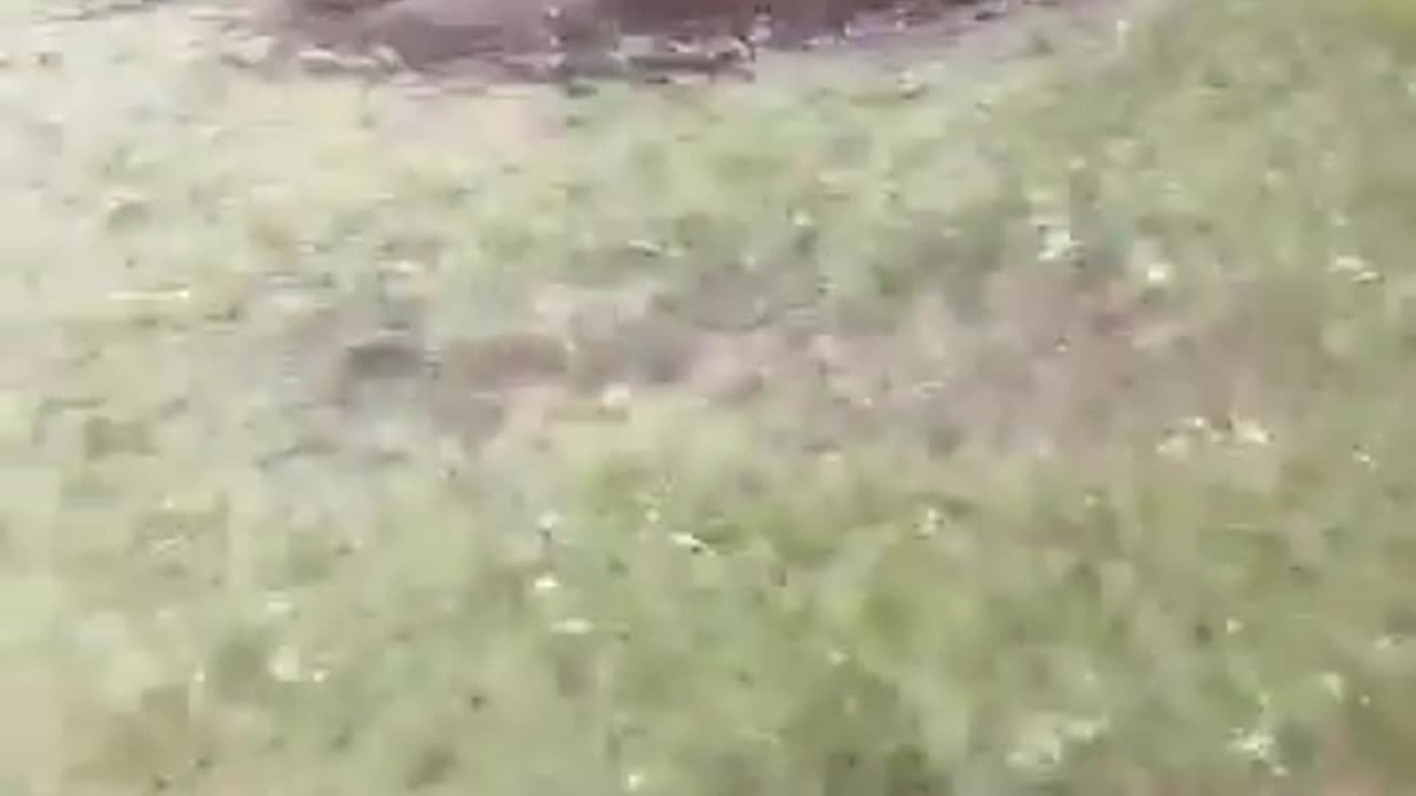 I think Splash & Waku Waku's dreams come true when rain season arrives