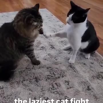 LAZIEST CAT FIGHT 😍😘🥰 | Funny Cat Short Video 2025