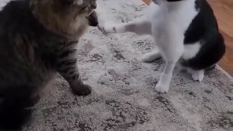 LAZIEST CAT FIGHT 😍😘🥰 | Funny Cat Short Video 2025