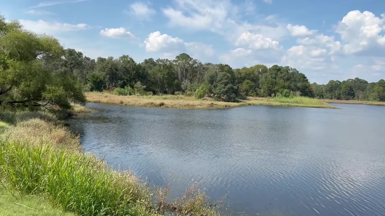 Buescher State Park TX Lizard