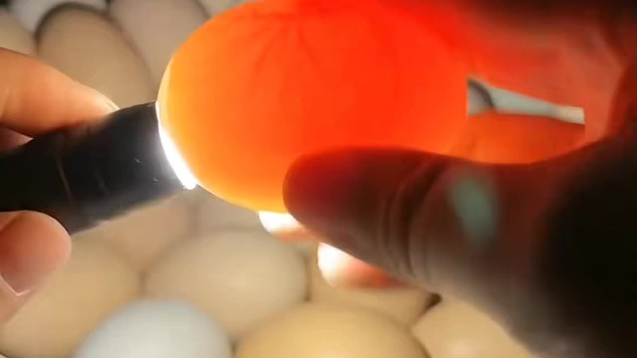 😮🛠️ Satisfying Machine In Action! | FeedMyCuriosity