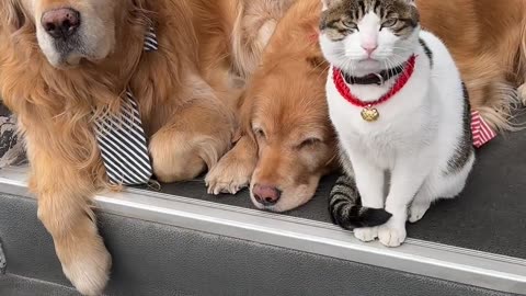 Handsome Cat Has Photoshoot With Dapper Golden Retrievers