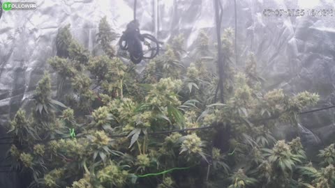 HELP!! buds are too heavy!!!!!!!!