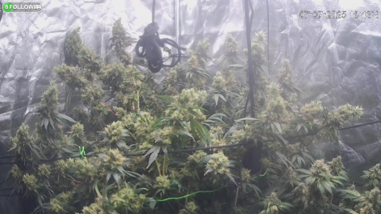 HELP!! buds are too heavy!!!!!!!!