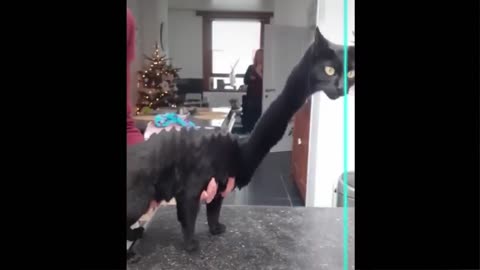 Cats Funny Moments