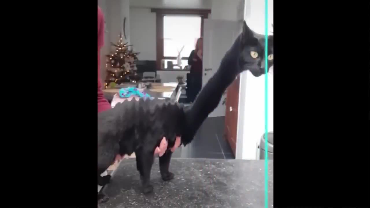 Cats Funny Moments