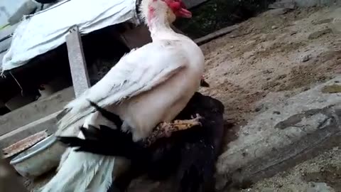 Home Birds Mating