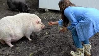 When TWO new pigs move in... and instantly steal the show 🐷💖