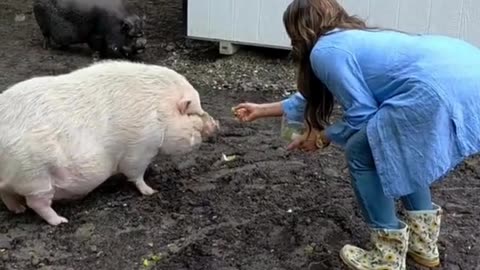 When TWO new pigs move in... and instantly steal the show 🐷💖
